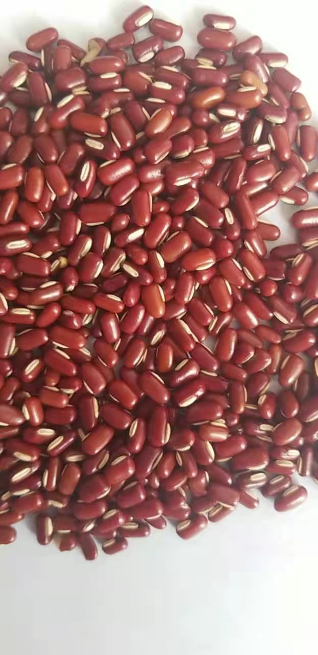 赤小豆，泰国赤小豆，巴西赤小豆，缅甸赤小豆